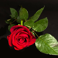 Knut Andersen Langer