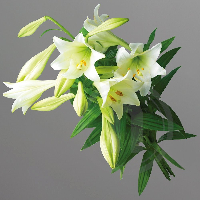 Kyrre Anton  Eilertsen