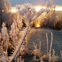 Willy Henning Jacobsen